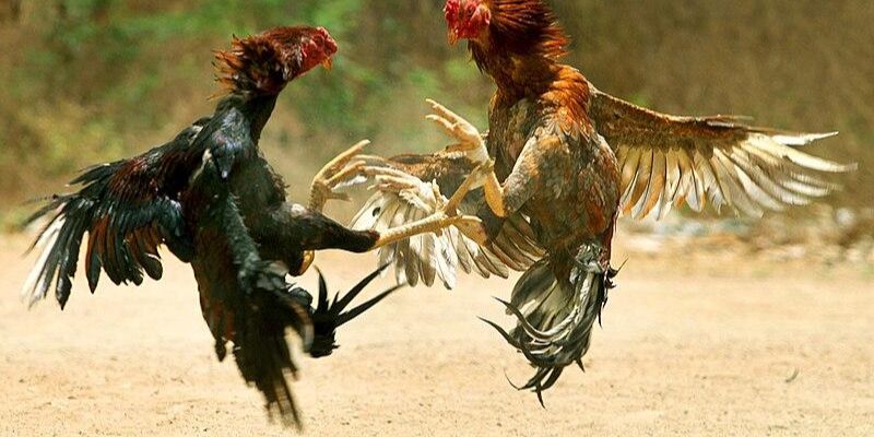 Bảng kèo Meron/Wala và BDD tỷ lệ cao